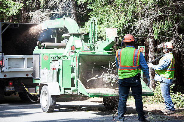 How Our Tree Care Process Works  in  Decatur, TN