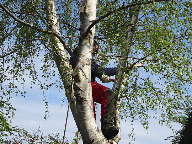 Best Tree Health Inspection  in Decatur, TN