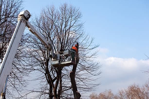 Best Stump Grinding and Removal  in Decatur, TN